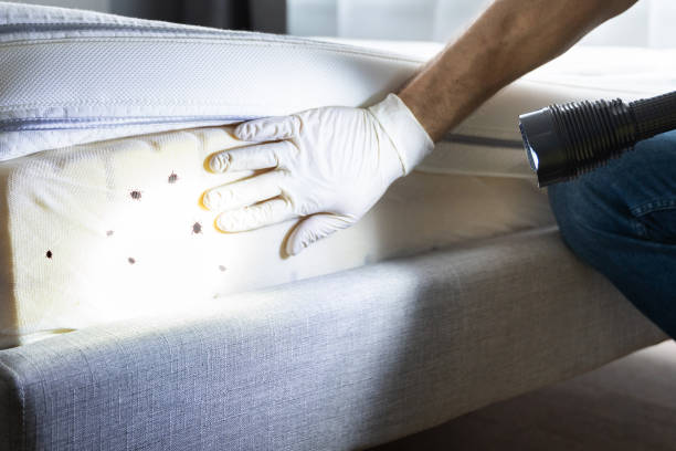 Best Ant Control Services  in West Concord, MA