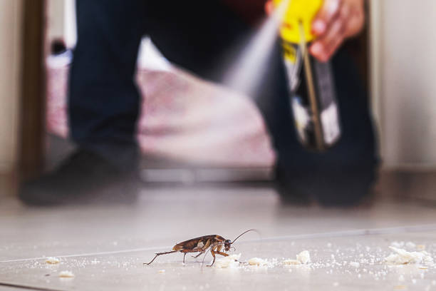 Best Flea Control Services  in West Concord, MA