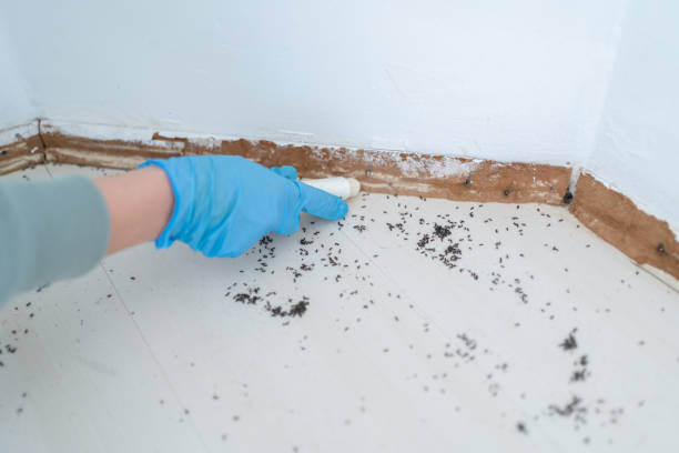 Best Rat Extermination Near Me  in West Concord, MA
